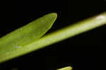 Bluntleaf bedstraw